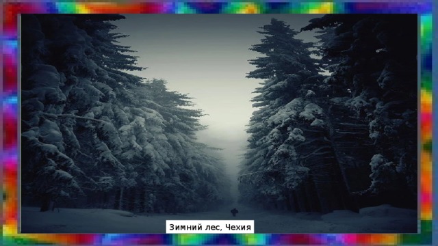 Зимний лес, Чехия 