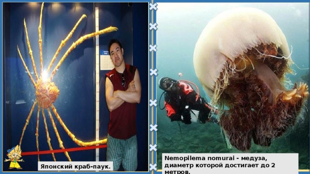 Nemopilema nomurai - медуза, диаметр которой достигает до 2 метров. Японский краб-паук. 