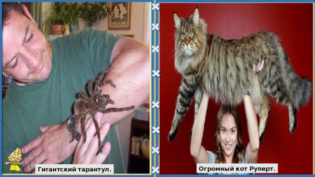 Огромный кот Руперт. Гигантский тарантул. 
