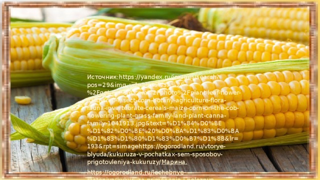 Источник:https://yandex.ru/images/search?pos=29&img_url=https%3A%2F%2Fget.pxhere.com%2Fphoto%2Fplant-leaf-flower-food-crop-insect-corn-botany-agriculture-flora-fauna-invertebrate-cereals-maize-corn-on-the-cob-flowering-plant-grass-family-land-plant-canna-family-1041913.jpg&text=%D1%84%D0%BE%D1%82%D0%BE%20%D0%BA%D1%83%D0%BA%D1%83%D1%80%D1%83%D0%B7%D1%8B&lr=193&rpt=simage https://ogorodland.ru/vtorye-blyuda/kukuruza-v-pochatkax-sem-sposobov-prigotovleniya-kukuruzy/ Марина. https://ogorodland.ru/lechebnye-rasteniya/kukuruza-primenenie-i-poleznye-svojstva/Денис. 