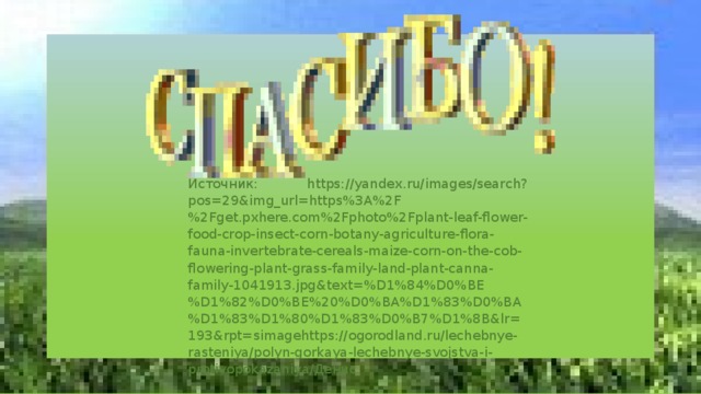 Источник: https://yandex.ru/images/search?pos=29&img_url=https%3A%2F%2Fget.pxhere.com%2Fphoto%2Fplant-leaf-flower-food-crop-insect-corn-botany-agriculture-flora-fauna-invertebrate-cereals-maize-corn-on-the-cob-flowering-plant-grass-family-land-plant-canna-family-1041913.jpg&text=%D1%84%D0%BE%D1%82%D0%BE%20%D0%BA%D1%83%D0%BA%D1%83%D1%80%D1%83%D0%B7%D1%8B&lr=193&rpt=simagehttps://ogorodland.ru/lechebnye-rasteniya/polyn-gorkaya-lechebnye-svojstva-i-protivopokazaniya/Денис 