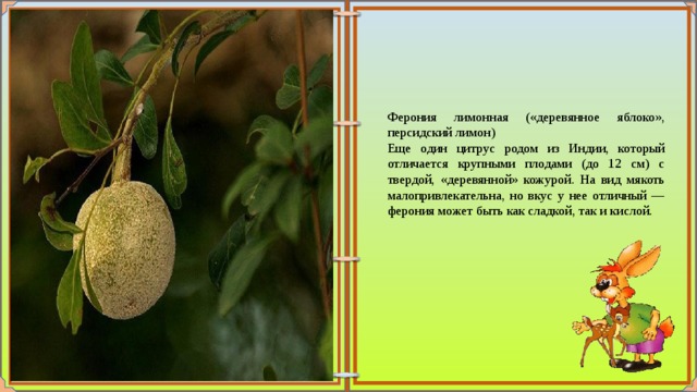 Ферония лимонная («деревянное яблоко», персидский лимон) Еще один цитрус родом из Индии, который отличается крупными плодами (до 12 см) с твердой, «деревянной» кожурой. На вид мякоть малопривлекательна, но вкус у нее отличный — ферония может быть как сладкой, так и кислой. 
