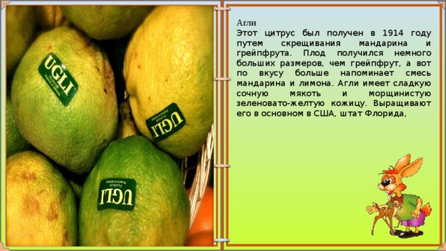 Агли Этот цитрус был получен в 1914 году путем скрещивания мандарина и грейпфрута. Плод получился немного больших размеров, чем грейпфрут, а вот по вкусу больше напоминает смесь мандарина и лимона. Агли имеет сладкую сочную мякоть и морщинистую зеленовато-желтую кожицу. Выращивают его в основном в США, штат Флорида, 