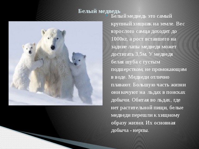 Белый медведь   Белый медведь это самый крупный хищник на земле. Вес взрослого самца доходит до 1000кг, а рост вставшего на задние лапы медведя может достигать 3,5м. У медведя белая шуба с густым подшерстком, не промокающим в воде. Медведи отлично плавают. Большую часть жизни они кочуют на льдах в поисках добычи. Обитая во льдах, где нет растительной пищи, белые медведи перешли к хищному образу жизни. Их основная добыча - нерпы. 