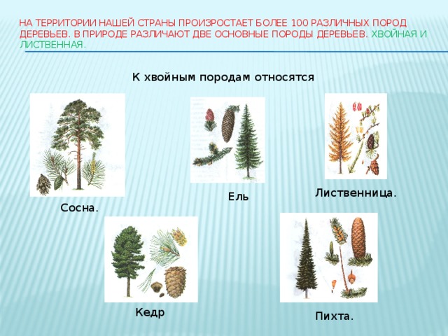 Растения относящиеся к хвойным примеры. К хвойным породам древесины относятся. Хвойные и лиственные породы деревьев. К хвойным растениям относятся.