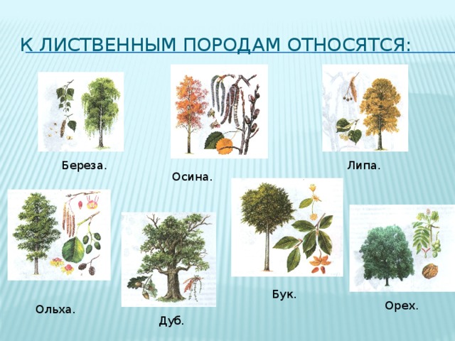 Лиственные породы. К лиственным породам древесины относятся. Лиственные породы деревьев. К лиственным породам древесины относят:. Что относится к лиственным деревьям.