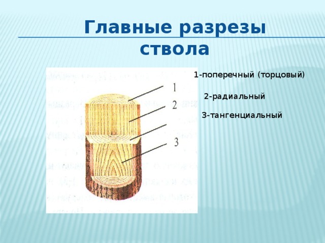 Главные разрезы ствола 1-поперечный (торцовый) 2-радиальный 3-тангенциальный 
