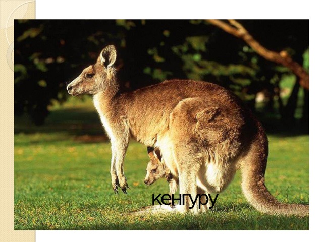 утконос Волнистые попугайчики Страус эму ехидна кенгуру   кускус коала динго  