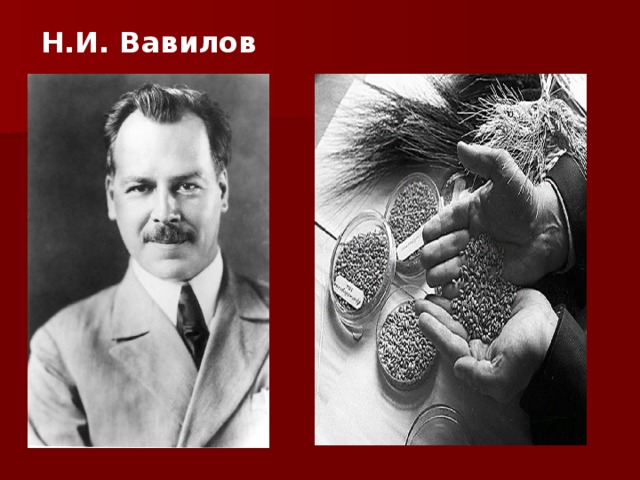 Н.И. Вавилов 
