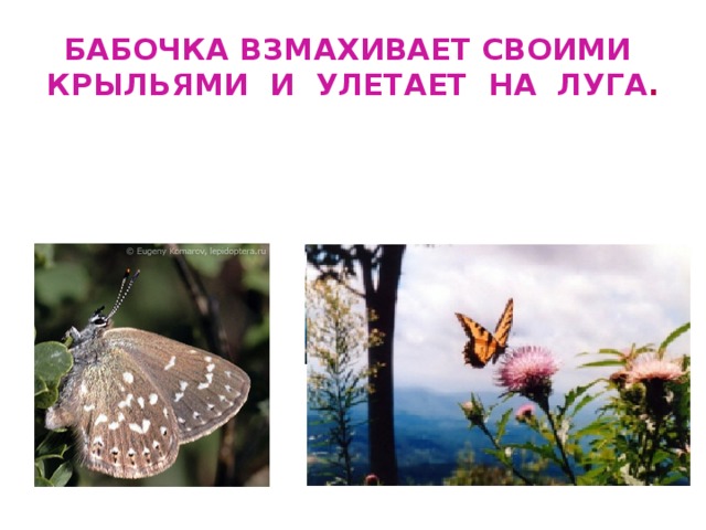 Бабочка взмахивает своими крыльями и улетает на луга . 