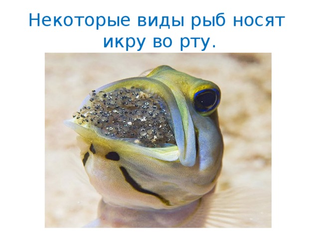 Некоторые виды рыб носят  икру во рту. 