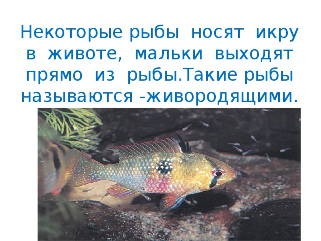 Некоторые рыбы носят икру в животе, мальки выходят прямо из рыбы.Такие рыбы называются -живородящими. 