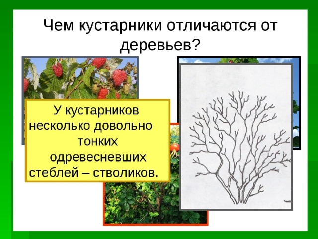 Признаки деревьев. У кустарников несколько тонких стеблей. Дерево и кустарник отличия. Кустарники задания для детей. Растения деревья кустарники травы задание.