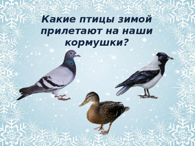 Сколько птиц прилетело в наши края. Птицы прилетающие зимой. Птицы прилетели к кормушке. Какие птицы прилетают к кормушке. Птицы прилетающие к кормушке зимой.