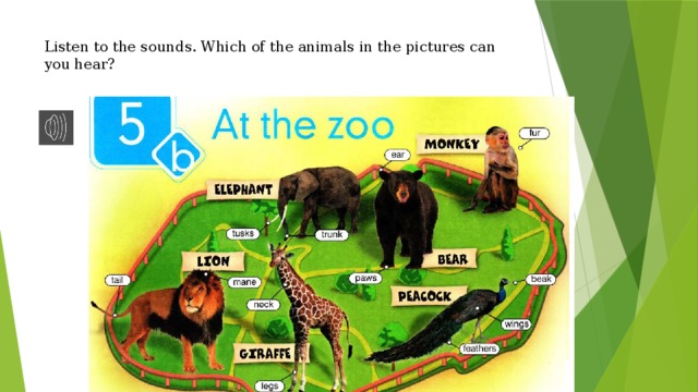 Listen to the sounds. Which of the animals in the pictures can you hear?    