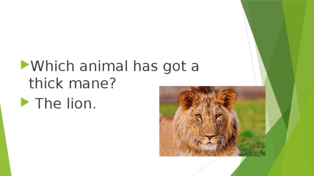 Which animal has got a thick mane?  The lion. 