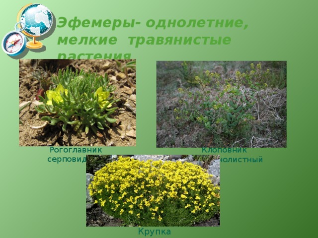 Эфемеры- однолетние, мелкие травянистые растения Рогоглавник серповидный Клоповник пронзеннолистный  Крупка 