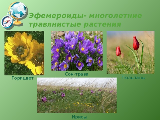 Эфемероиды- многолетние травянистые растения Сон-трава Тюльпаны Горицвет Ирисы 