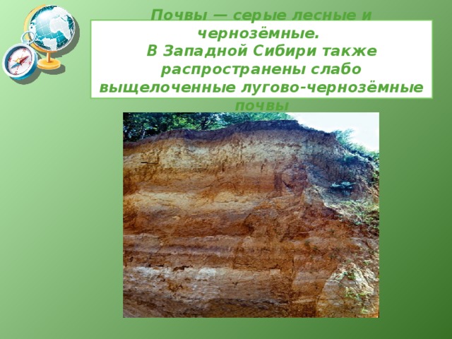 Почвы — серые лесные и чернозёмные.  В Западной Сибири также распространены слабо выщелоченные лугово-чернозёмные почвы 