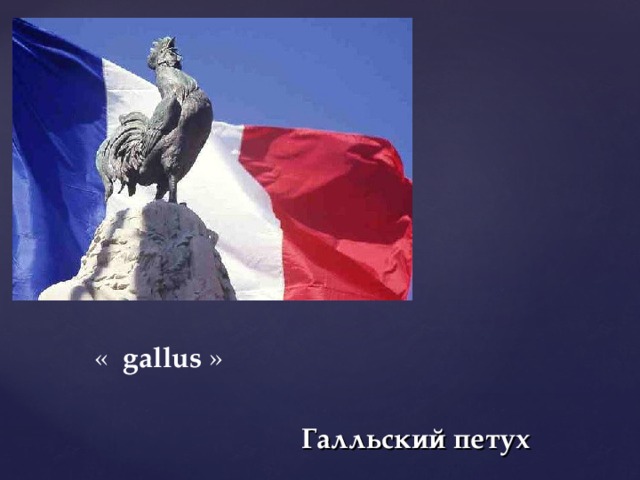 « gallus » Галльский петух 