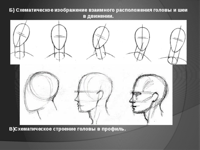 Б) Схематическое изображение взаимного расположения головы и шеи в движении. В)Схематическое строение головы в профиль. 