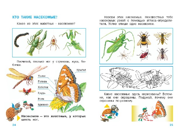 Кто такие насекомые. Кто такие насекомые 1 класс. Окружающий мир кто такие насекомые задания. Тема насекомые 2 класс школа России.