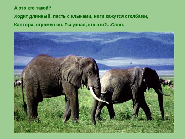А это кто такой? Ходит длинный, пасть с клыками, ноги кажутся столбами, Как гора, огромен он. Ты узнал, кто это?...Слон.