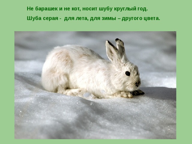 Не барашек и не кот, носит шубу круглый год. Шуба серая - для лета, для зимы – другого цвета.