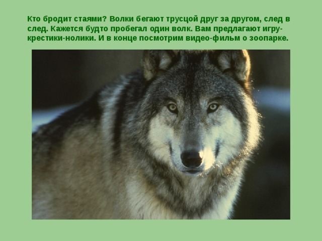 Кто бродит стаями? Волки бегают трусцой друг за другом, след в след. Кажется будто пробегал один волк. Вам предлагают игру-крестики-нолики. И в конце посмотрим видео-фильм о зоопарке.