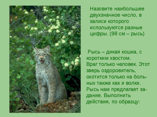 Назовите наибольшее двухзначное число, в записи которого используются разные цифры. (98 см – рысь)  Рысь – дикая кошка, с коротким хвостом.  Враг только человек. Этот зверь оздоровитель, охотится только на боль - ных также как и волки.  Рысь нам предлагает за-дание. Выполнить действия, по образцу: