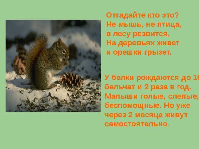 Отгадайте кто это? Не мышь, не птица, в лесу резвится, На деревьях живет и орешки грызет. У белки рождаются до 10 бельчат и 2 раза в год. Малыши голые, слепые, беспомощные. Но уже через 2 месяца  живут самостоятельно .