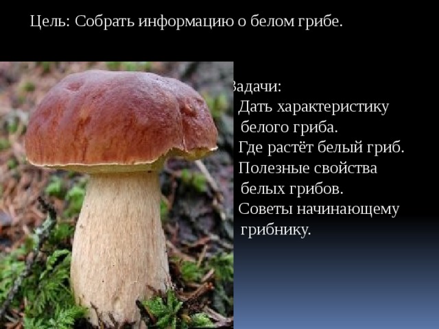 Чем полезен белый гриб для человека. Белый гриб описание. Информация о белом грибе. Белый гриб интересные факты. Характеристика белого гриба.