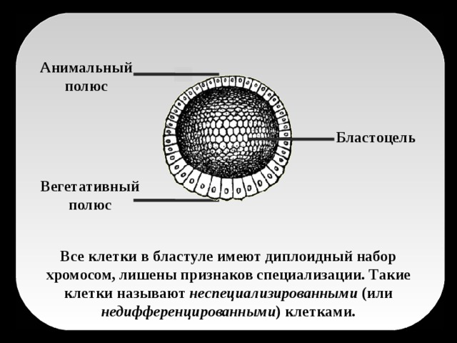 Используя рисунок 37 объясните что означают понятия бластула гаструла и нейрула