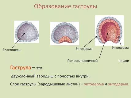 Органогенез бластула гаструла нейрула дробление зиготы. Бластопор у бластулы. Строение гаструлы 9 класс. Стадии развития бластула гаструла. Строение эктодермы.