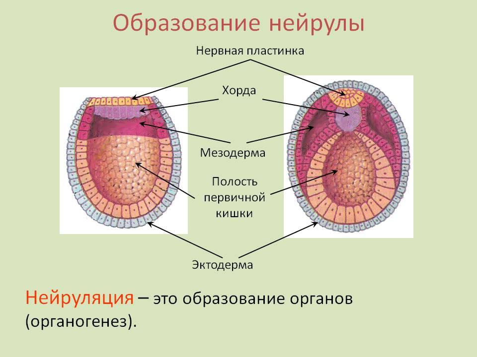 Спинной мозг из эктодермы. Мезодерма эктодерма энтодерма эмбрион. Строение зародыша нейрула. Строение нейрулы рисунок с подписями. Нейрула строение.