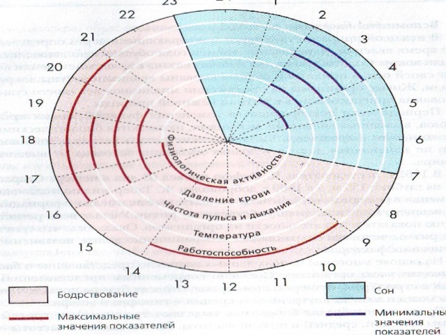 Расчет лунных биоритмов человека. График суточных биоритмов человека. Классификация биоритмов. Биоритмы человека схема. Диаграмма биоритмов.