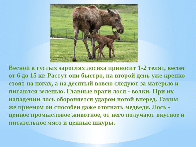 Весной в густых зарослях лосиха приносит 1-2 телят, весом от 6 до 15 кг. Растут они быстро, на второй день уже крепко стоят на ногах, а на десятый вовсю следуют за матерью и питаются зеленью. Главные враги лося - волки. При их нападении лось обороняется ударом ногой вперед. Таким же приемом он способен даже отогнать медведя. Лось - ценное промысловое животное, от него получают вкусное и питательное мясо и ценные шкуры. 