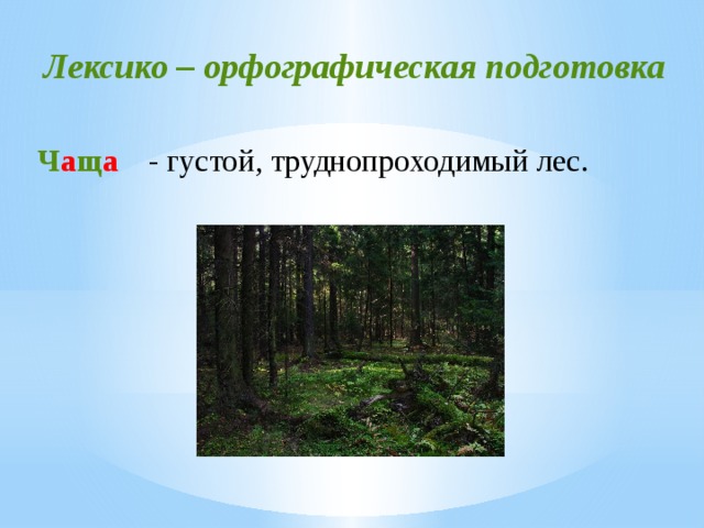 Лексико – орфографическая подготовка Ч а щ а  - густой, труднопроходимый лес. 