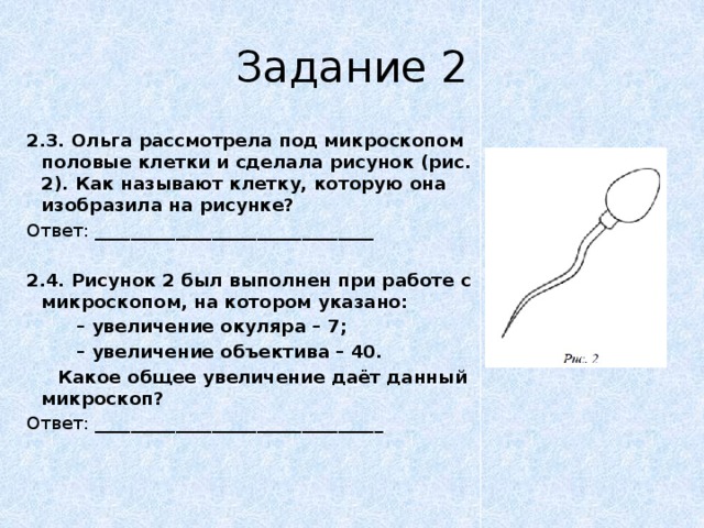 Рисунок был выполнен при работе с микроскопом на котором указано увеличение окуляра 10 увеличение 20