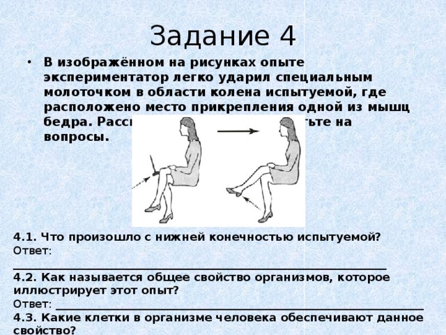 В изображенном на рисунке опыте экспериментатор ударяет неврологическим молоточком по сухожилию