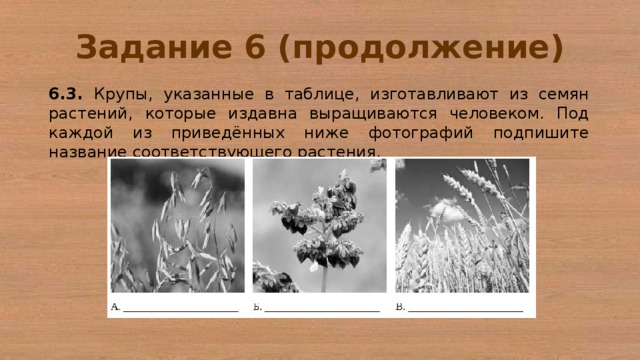 Ниже приведены фотографии. Крупы из семян растений. Крупы и растения из которых изготавливают. Крупы указанные в таблице. Таблица крупы и растения, из которых изготавливают.