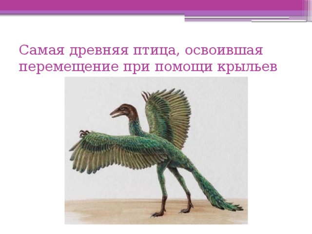 Самая древняя птица, освоившая перемещение при помощи крыльев 