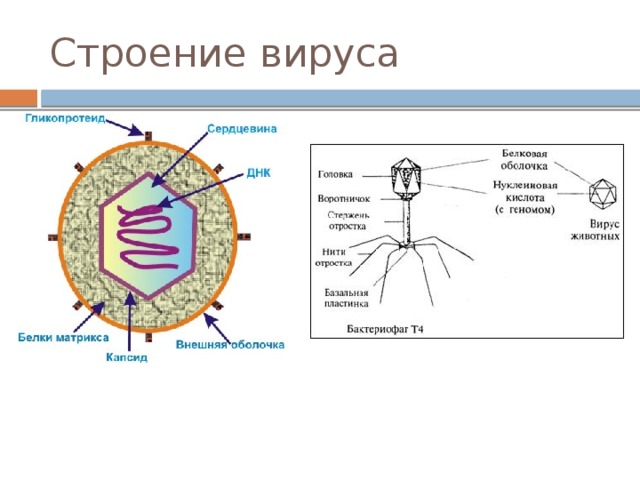 Характеристика строения вирусов. Строение вируса 10 класс биология схема. Строение вирусов 10 класс таблица.
