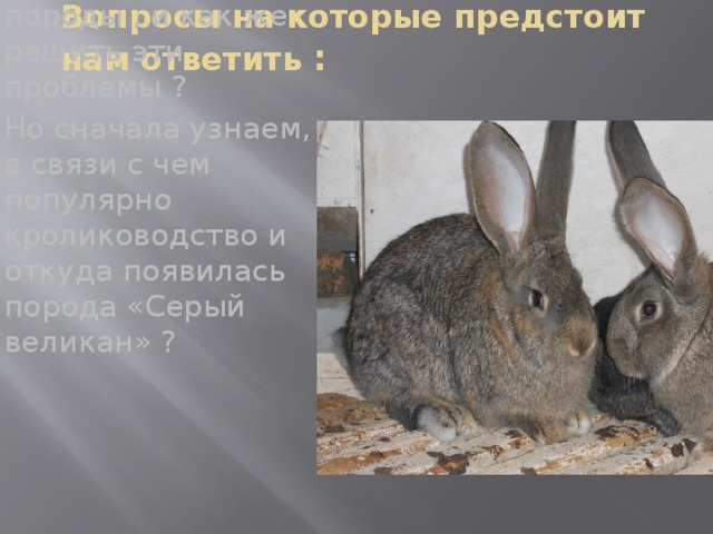 Серый великан кролик описание породы с фото