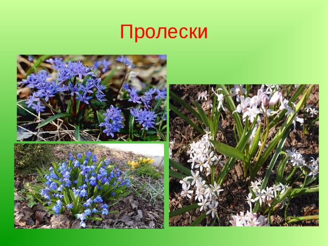 Крымские первоцветы презентация