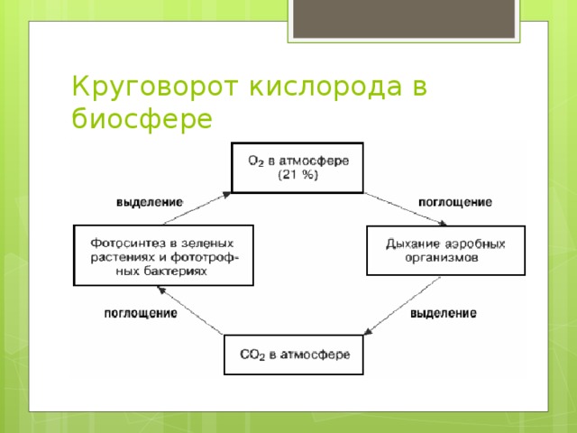 Схема круговорота кислорода в биосфере схема