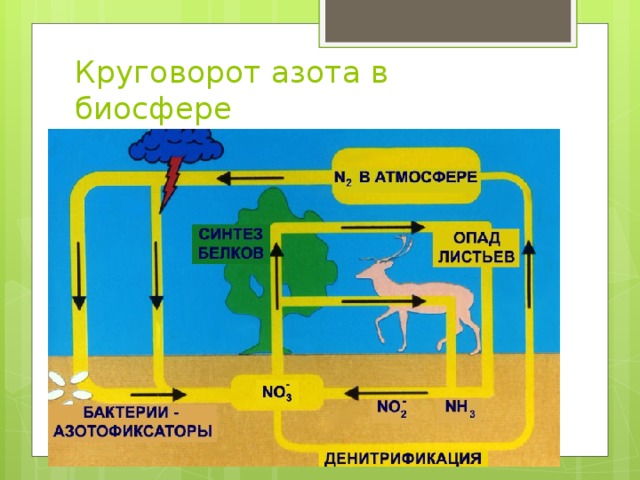 Круговорот азота в биосфере 