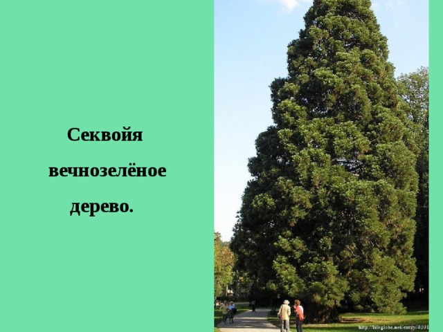 Секвойя вечнозелёное дерево. 
