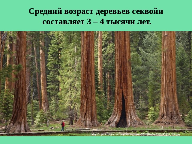 Средний возраст деревьев секвойи  составляет 3 – 4 тысячи лет. 