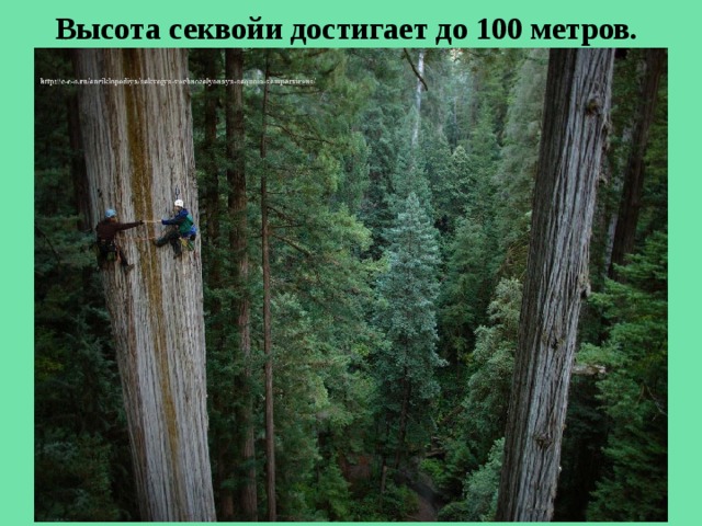 Высота секвойи достигает до 100 метров. 